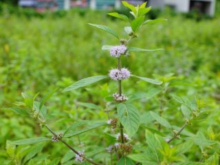 박하 - 치통, 피부소양 등을 치료