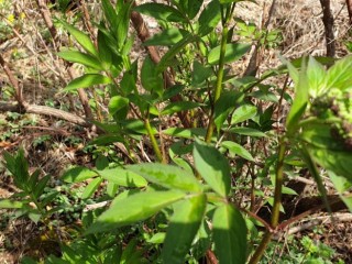 접골목-부러진 뼈 치료