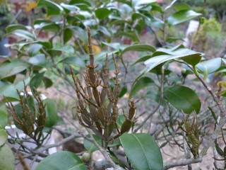 동백나무 겨우살이-신부전증 치료