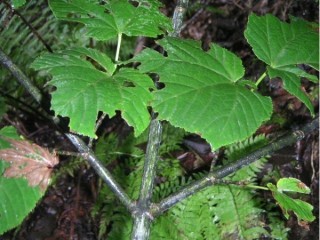산청목-간과 콩팥 질환의 선약