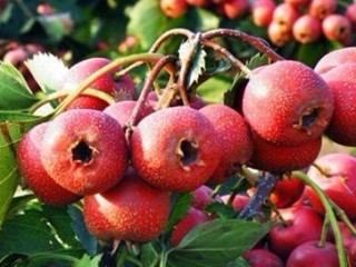 산사(아가위)-체증에