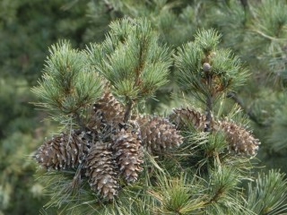 해송자(잣) - 비만방지, 미용효과