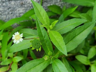 한련초-머리카락 검게하고 대머리 다스림