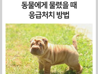 개에 물렸을 때