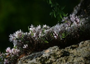 석곡 - 건위제·강…