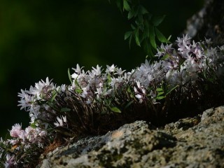 석곡 - 건위제·강장제
