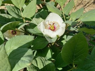 산작약-월경불순, 간기능 개선