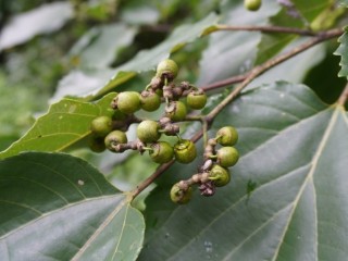 헛개나무-술중독, 온갖 간질환에