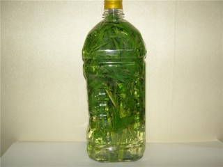 익모초주(益母草酒)