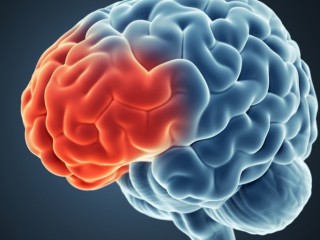 뇌(1) - 손과 뇌, 손이 부지런한 사람이 건강하게 오래 산다