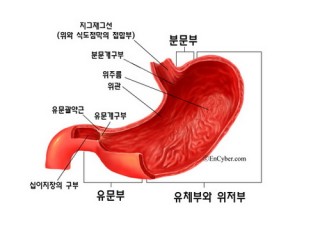 위 - 염산.황산보다 강한 위 스트레스엔 '기죽어'
