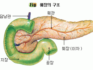 췌장 - 음식물 연료화 ‘비밀 화학공장’