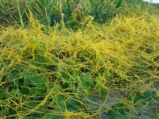 새삼(토사자)-여러가지 효능