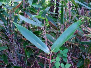 조릿대(산죽)-고혈압, 갖가지암, 당뇨병, 화병
