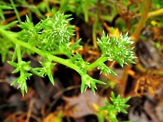 수송나물-혈압내리고 간 보호