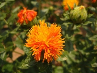 홍화 - 골다공증 등 치료에 좋은 효험