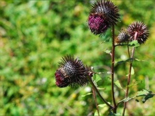 수리취(산우방)-각종 암, 당뇨병에