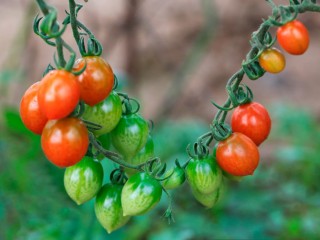 토마토 건강상식