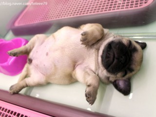 잠이란 / 뇌-심장등 온몸휴식...7-8시간 적정