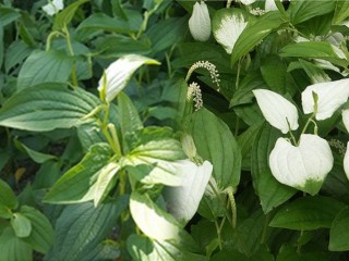 삼백초-변비, 비만증에