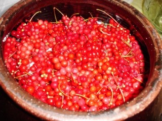 더위타는 사람 - 인삼, 오미자 좋아