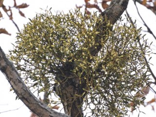 겨우살이-항암효과가 뛰어난 황금가지