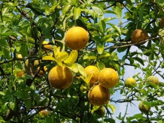 탱자 - 피부병, 치질 등에 효능