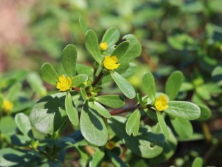 쇠비름-대하증과 종기 장염에