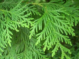 혈뇨 - 측백잎 태워먹으면 효험