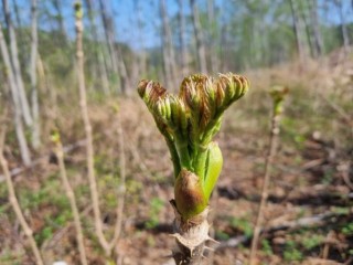 면역체계 보강해 줄 ‘名藥’