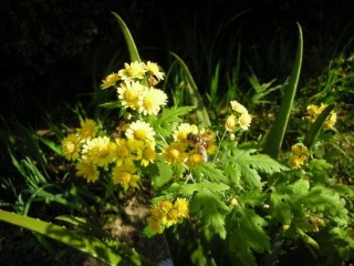 산국화(봉래화)-신경쇠약, 뇌질환
