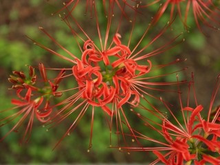 석산(꽃무릇)-복수, 각종 종기에