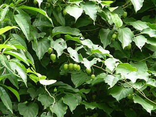 다래나무-위암, 식도암, 유방암, 간염