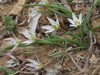 무릇(물굿)-혈액순환 왕성