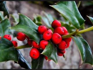 호랑가시나무-뼈질환에