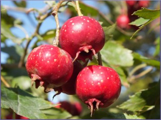 산사자 - 위속의 발효작용을 촉진