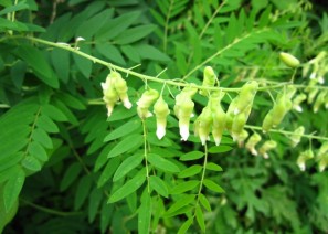 황기 - 심장기능을…