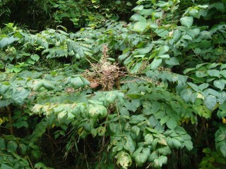 두릅나무-당뇨병, 신경쇠약
