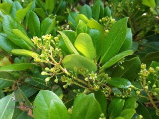 후박 - 가스가 차고 헛배가 불러오는 증상에