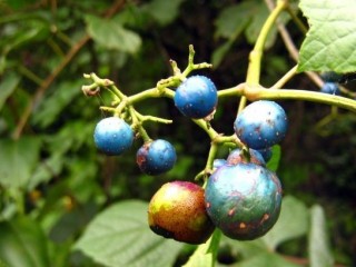 개머루덩굴-간질환 치료