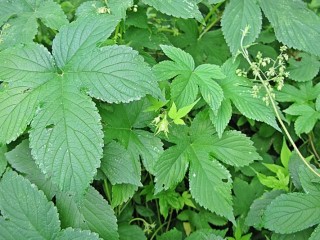 환삼덩굴-혈압낮추고 폐를 튼튼하게