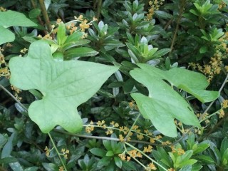 단풍마-고혈압, 요통에