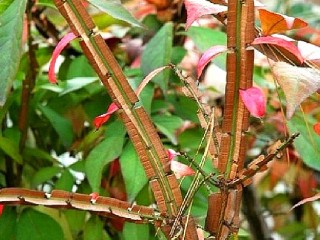 화살나무-암, 당뇨, 가위눌림에