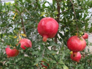 석류 - 원기를 돕는데 사용