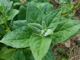 번행초-암, 위장병 묘약