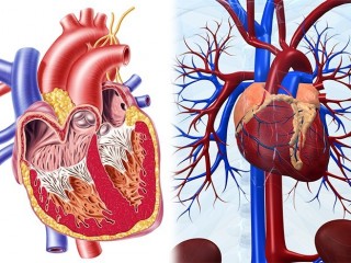 심장 - 쉬지 않는 펌프