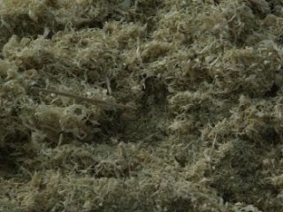 주부화병 - 대나무 속껍질 효험