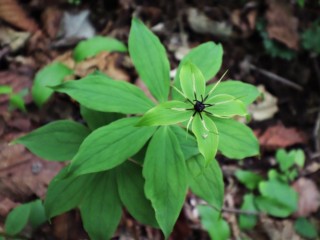 삿갓나물-암, 종양에
