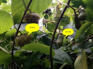 목천료(개다래열매)-통풍에