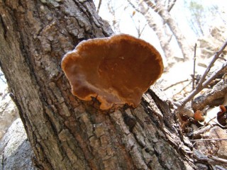 상황버섯-각종암에 효험